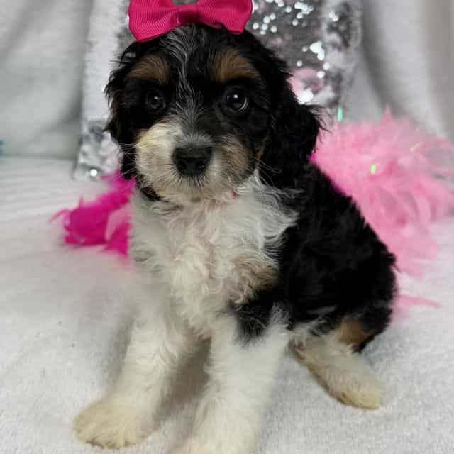 Mia's Pink Girl - Cavapoo Female