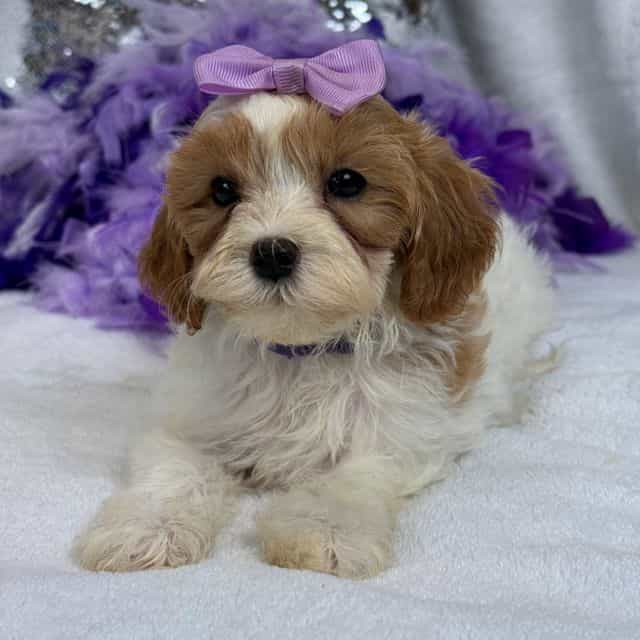 Mia Purple Girl - Cavapoo Female