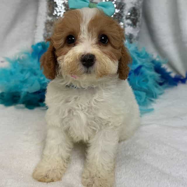 Mia Turquoise G - Cavapoo Female
