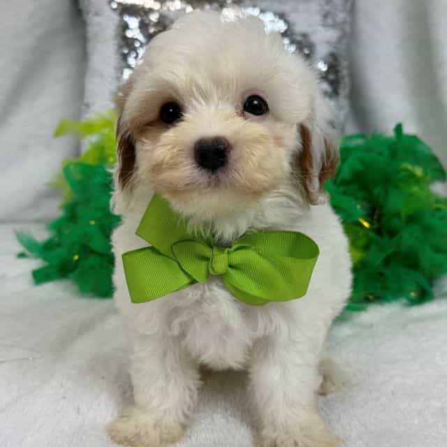 Mia Green Boy - Cavapoo Male