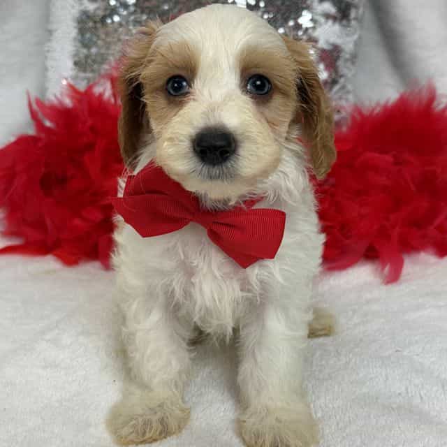 Mia Red Boy - Cavapoo Male