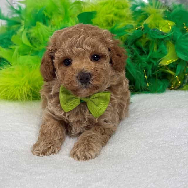 Chloe's Green B - Maltipoo Male