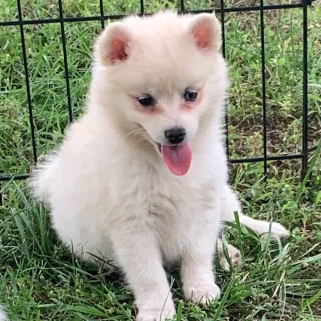 Plush Girl~~Tik - Alaskan Klee Kai Female