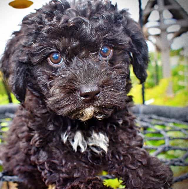 Yollie - Havapoo Male