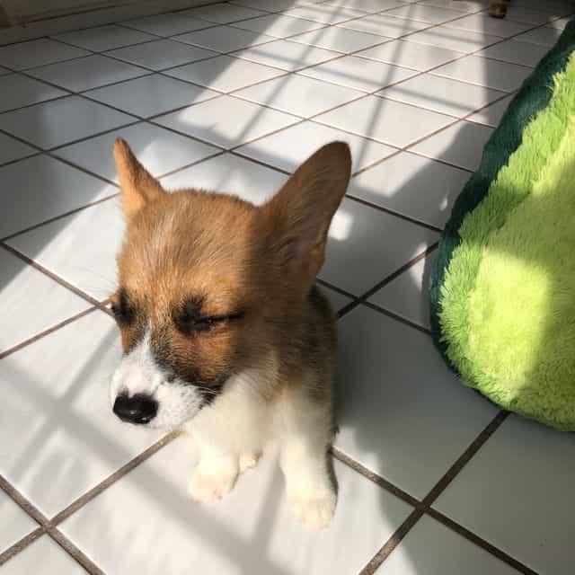 Girl 1 - Pembroke Welsh Corgi Female