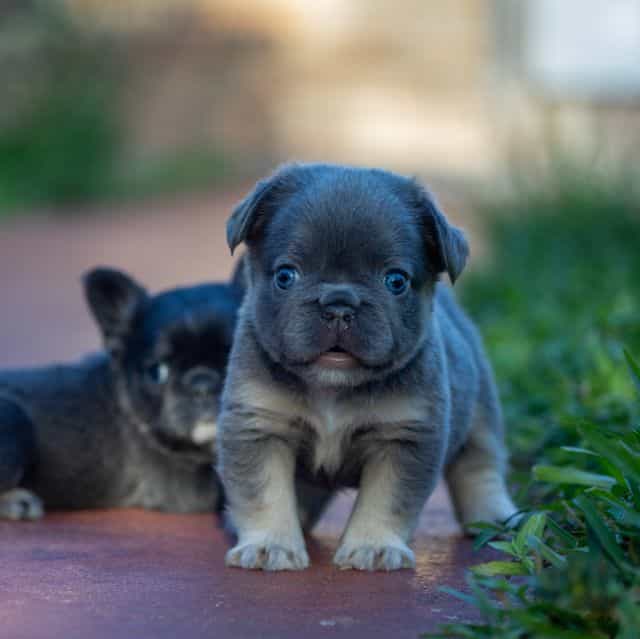 Teddy - French Bulldog Male