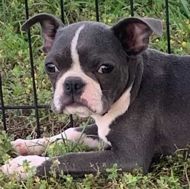 Precious Paisle - Boston Terrier Female