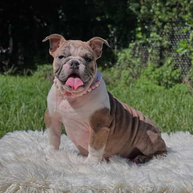 Maggie - English Bulldog Female