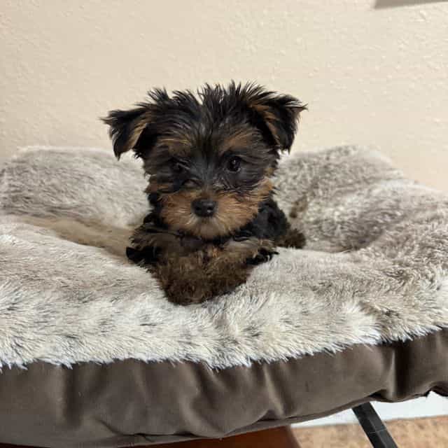 Puppy 1 - Yorkshire Terrier Male