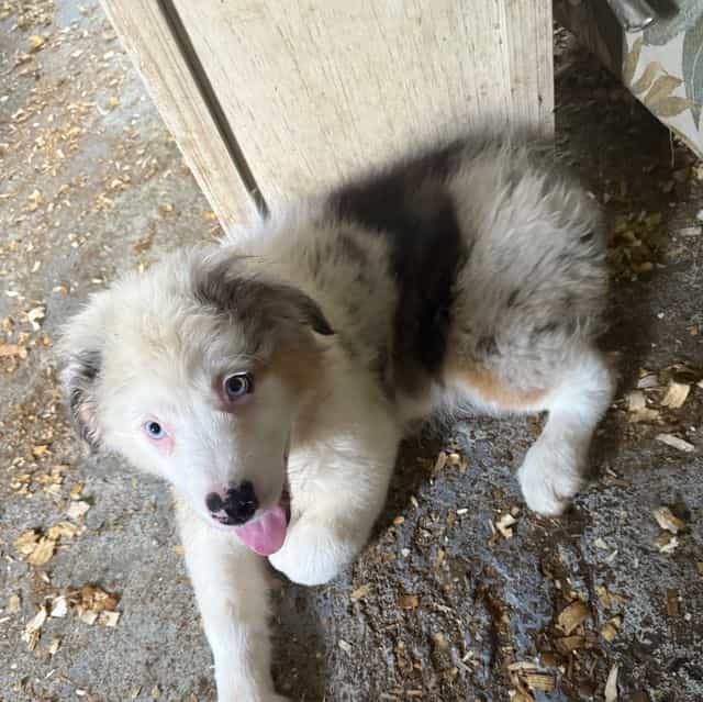 Ellie - Australian Shepherd Female