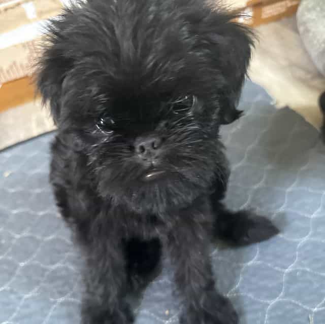 Gidget - Brussels Griffon Female