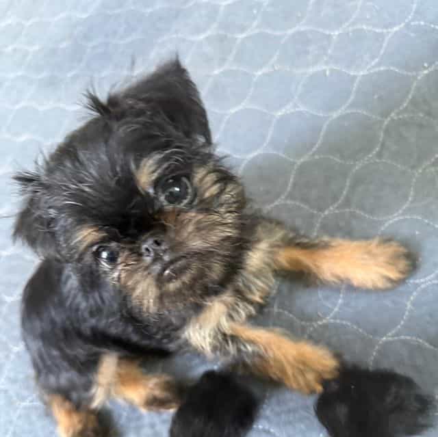 Gillian - Brussels Griffon Female