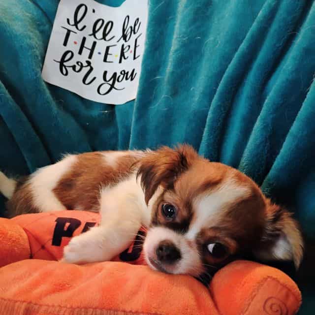 ross - Chihuahua Male