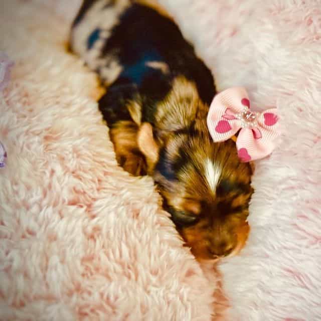 Blue Merle Girl - Yorkshire Terrier Female