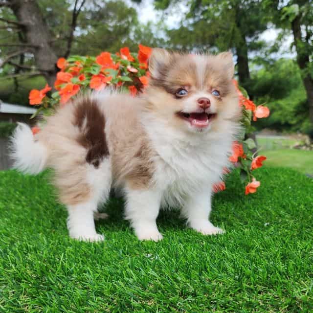 Puffin - Pomeranian Male