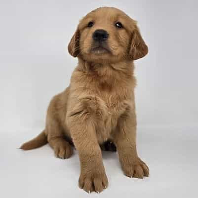 Enid - Golden Retriever Female