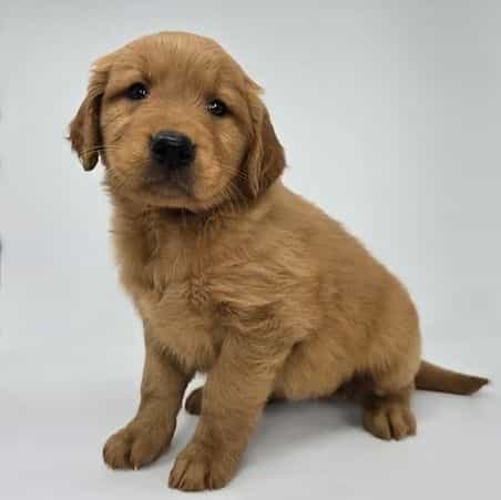 Evie - Golden Retriever Female