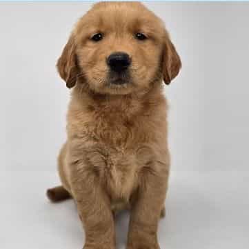 Ella - Golden Retriever Female