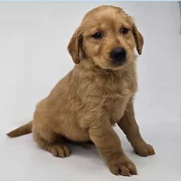 Ernie - Golden Retriever Male