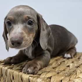 Hank - Dachshund Male
