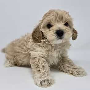 Daniel - Cavapoo Male