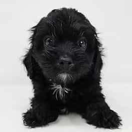 Dean - Cavapoo Male