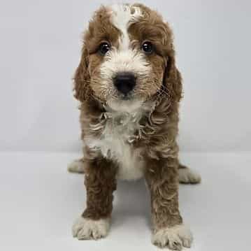 Indy - Goldendoodle Male