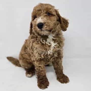 Ian - Goldendoodle Male