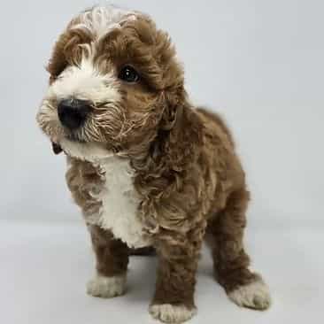 Ivan - Goldendoodle Male