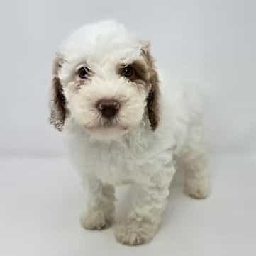 Inka - Goldendoodle Male