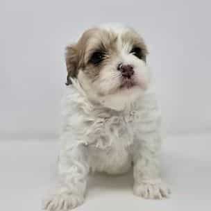 Jozie  - Shih-Poo Female