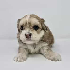 Julia - Shih-Poo Female