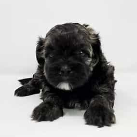 Jovi  - Shih-Poo Male