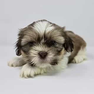 Farley - Shih Tzu Male