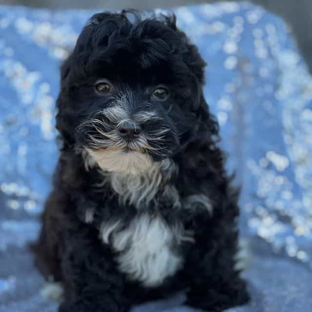 Selena - Mal-Shih Female