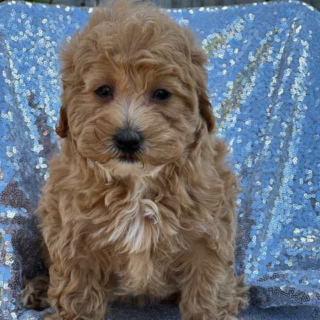 Sia - Mal-Shih Female