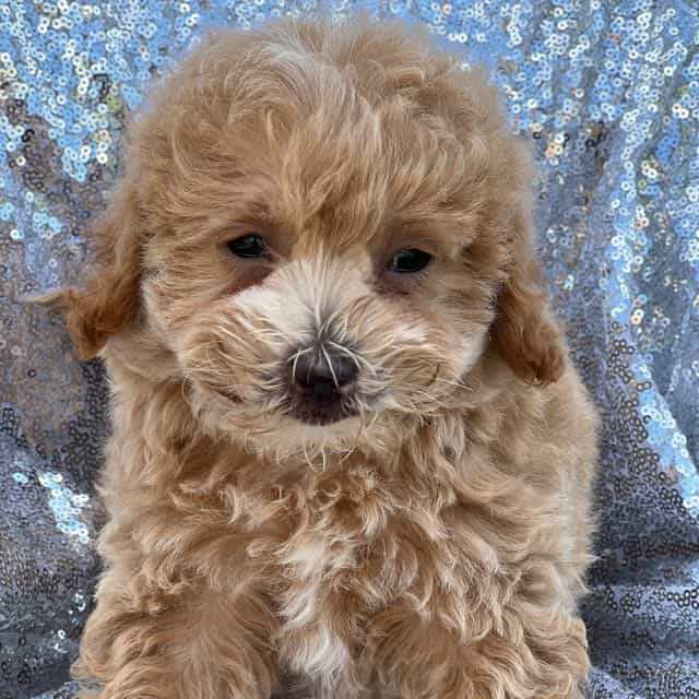 Soleigh - Mal-Shih Female