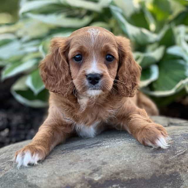 Tori - Cavapoo Female