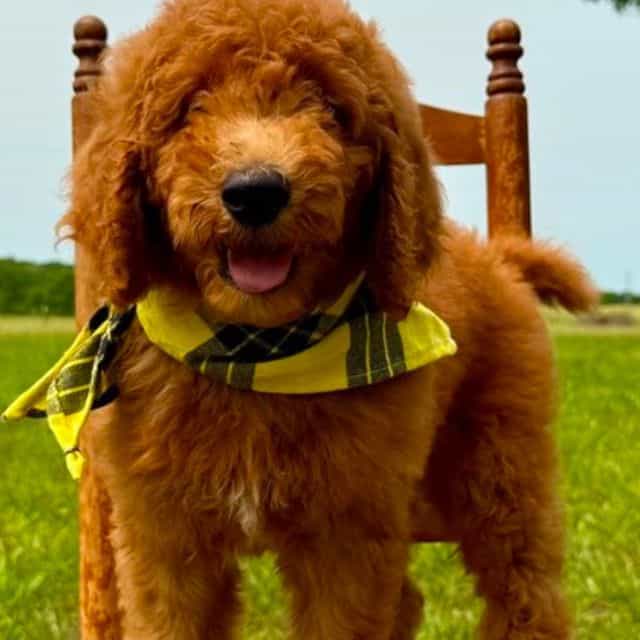 Samson - Standard Poodle Male