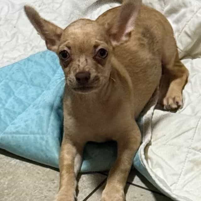 Ozzie - Chihuahua Male
