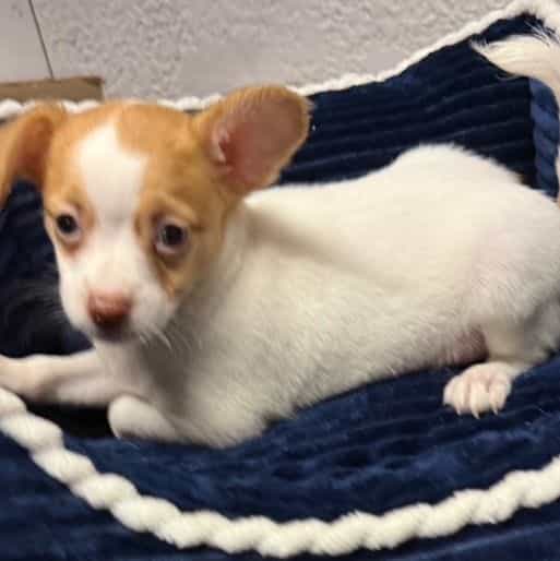 Scotty - Chihuahua Male