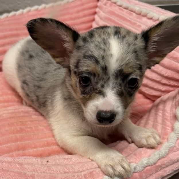 Izzy - Chihuahua Female