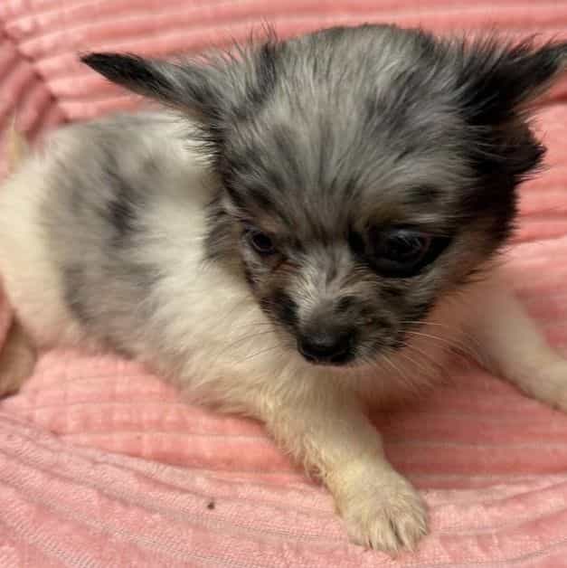 Ivy - Chihuahua Female