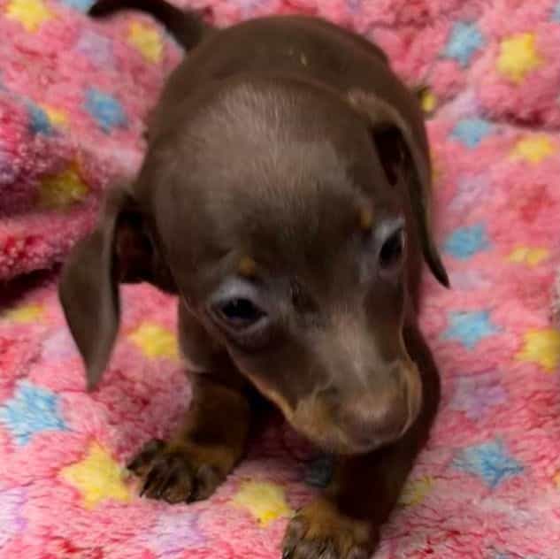 Dinah - Dachshund Female