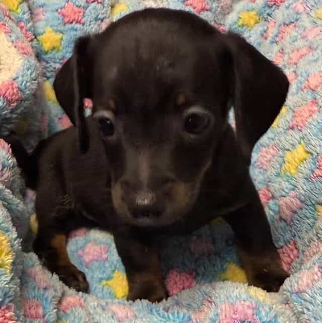 Damon - Dachshund Male