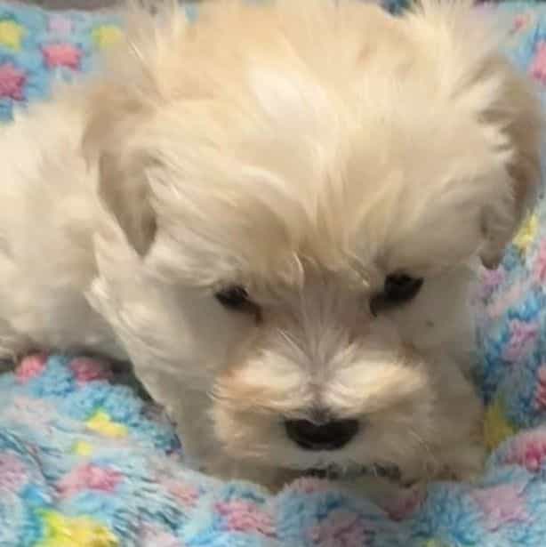 Alex - Maltipoo Male