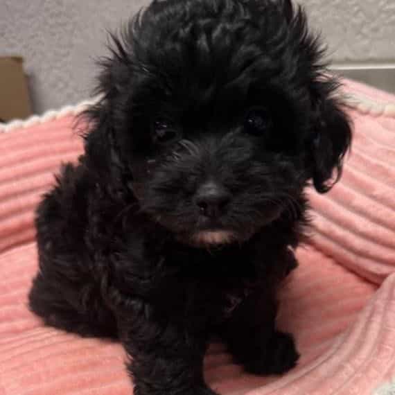 Perla - Maltipoo Female