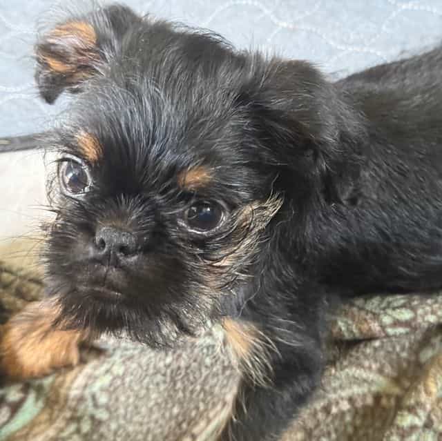 Gilbert - Brussels Griffon Male
