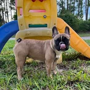 Debby  - French Bulldog Female