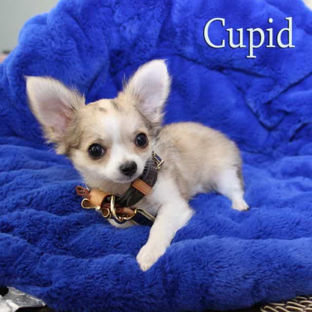 Cupid - Chihuahua Male